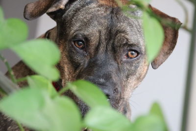 Close-up portrait of a amstaff dog