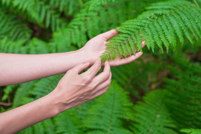 Close-up of hand touching leaves