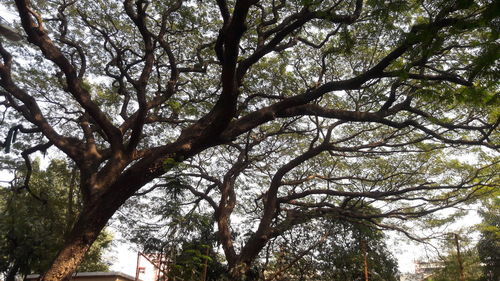 Low angle view of trees in forest against sky