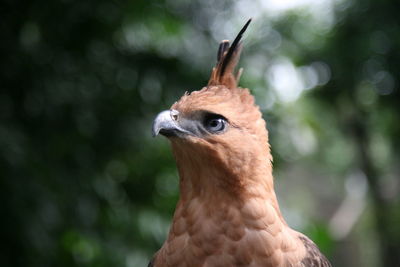 Close-up portrait of bird on tree