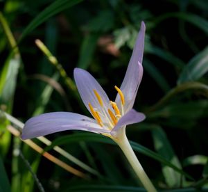 Close-up of flower blooming outdoors