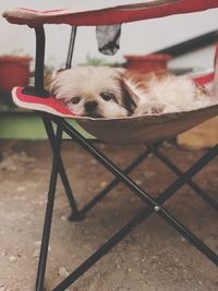 Portrait of dog relaxing on chair