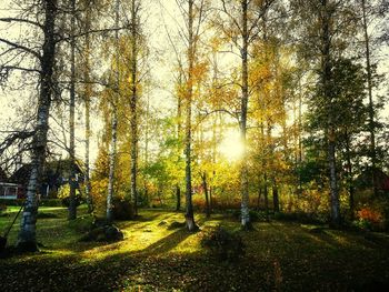 Trees in forest during autumn