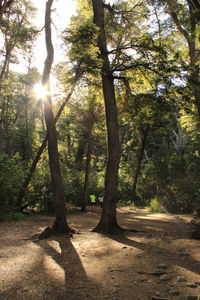 Sunlight streaming through trees in forest