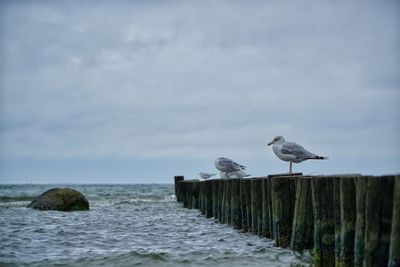 Seagull perching on wooden post in sea against sky