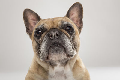 Portrait of a dog over white background