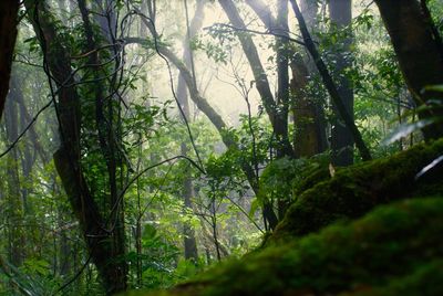 Trees in forest