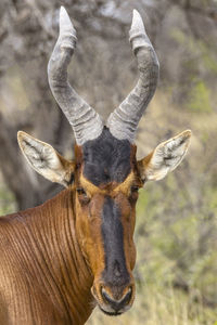 Red hartebeest in etosha, a national park of namibia
