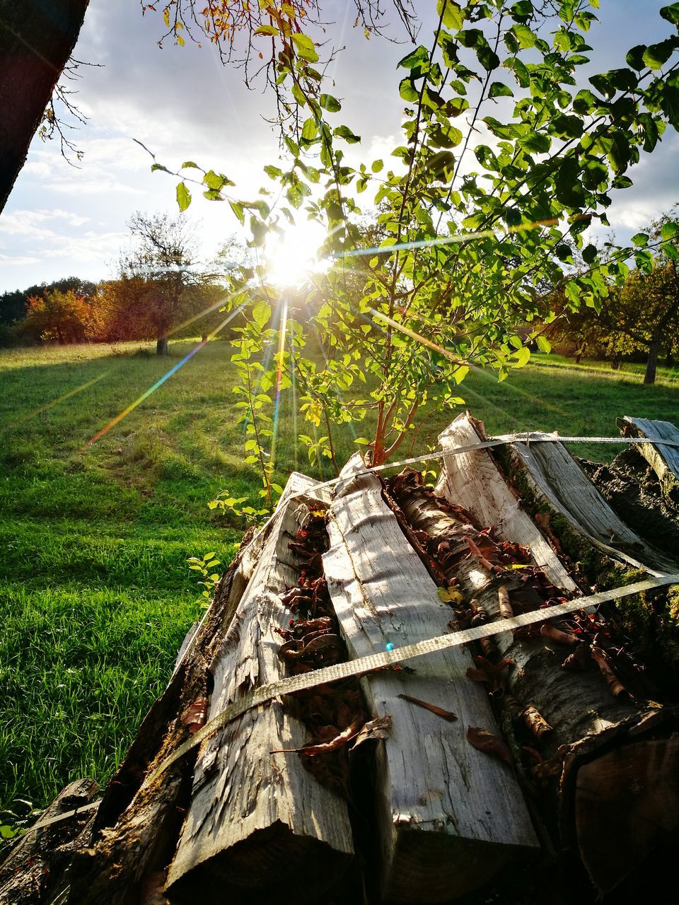 tree, growth, sunlight, day, nature, no people, field, outdoors, green color, sky, grass, beauty in nature