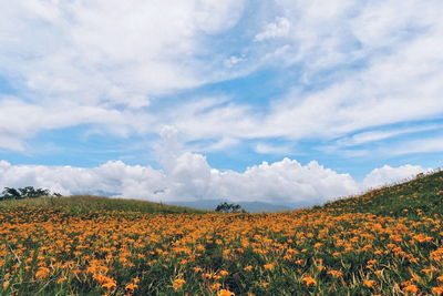 Full frame shot of red flowers in field