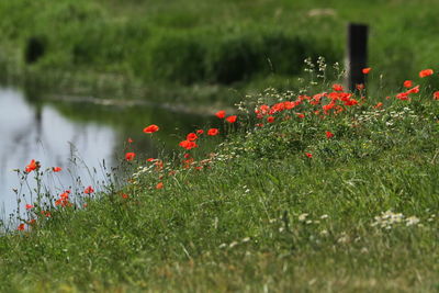 Red flowering plants on land