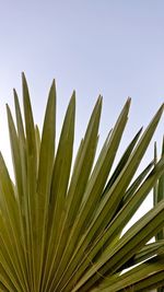 Close-up of palm tree against sky