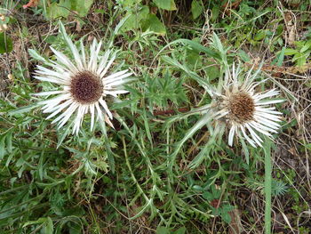 High angle view of flowering plant on field