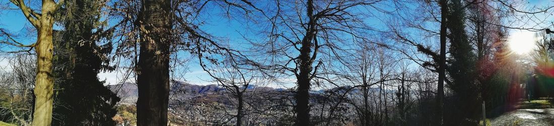 Bare trees in forest