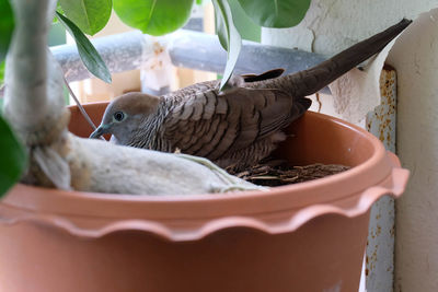 Close-up of birds in nest