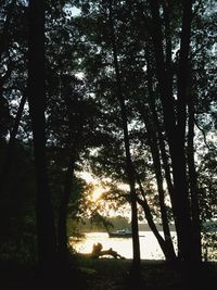 Sun shining through trees