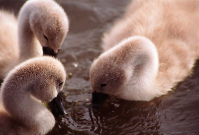 Close-up of a ducks in water