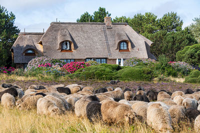 Grazing sheep on the island sylt in front of a house with thatched roof