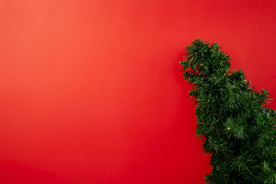 Low angle view of tree against red wall