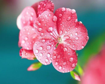 Close-up of wet pink flower