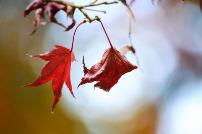 Close-up of red maple leaf
