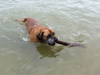 High angle view of dog carrying stick in lake