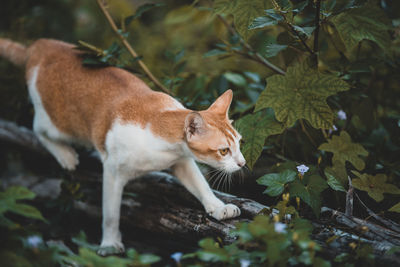 View of a cat looking away