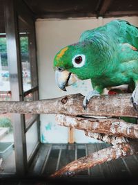 Close-up of parrot in cage