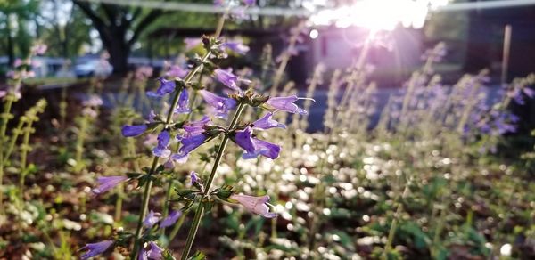 Close-up of purple flowering plants on field