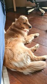 High angle view of dog resting on hardwood floor