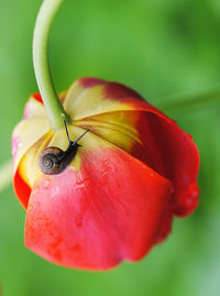 Close-up of tiny snail on wet red tulip