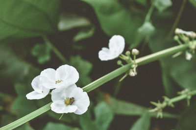 Close-up of white cherry blossom