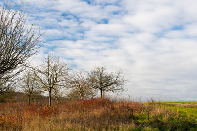 Bare trees on field against sky