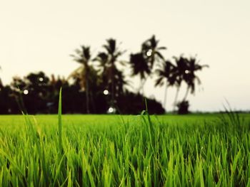 Scenic view of grassy field against sky