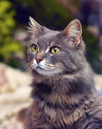 Close-up portrait of a cat