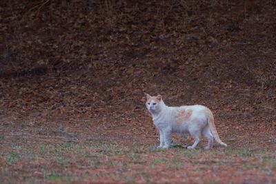 Cat looking away on field