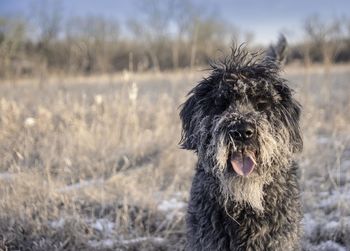 Portrait of dog on field during winter