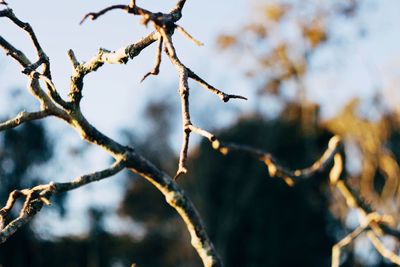 Close-up of branches against blurred background