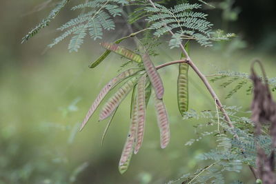 Close-up of wet plant during rainy season