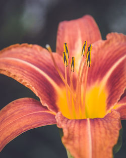 Close-up of orange flower