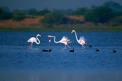 Flock of birds in lake