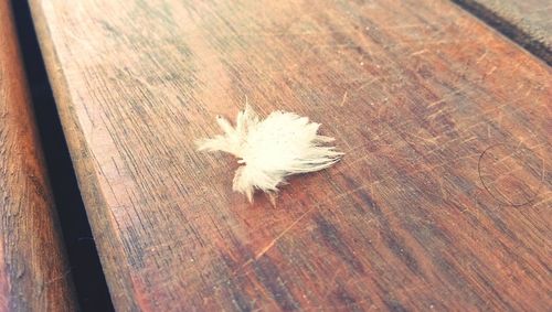 High angle view of feather on wood