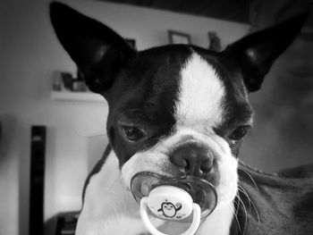 Close-up portrait of dog at home