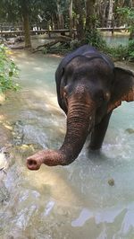 Low angle view of elephant in water