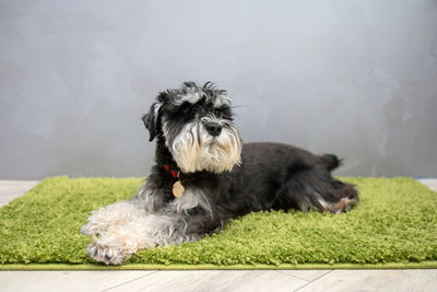 A black and silver schnauzer with a badge on its collar is lying on the carpet near the door