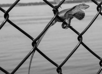 Close-up of chainlink fence against sky