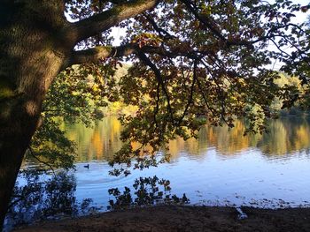 Trees by lake in forest against sky