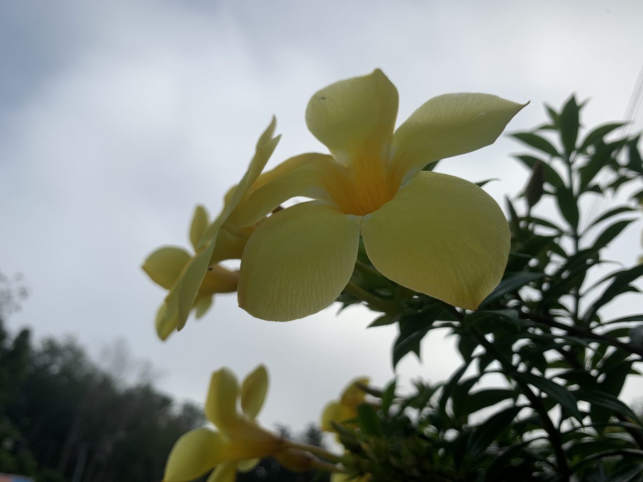 CLOSE-UP OF FLOWERING PLANTS AGAINST SKY