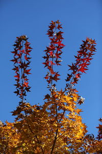 Low angle view of flowering plants against clear blue sky