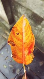 Close-up of yellow maple leaf